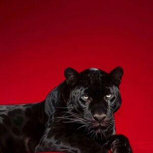 Meet your Posher, Mia